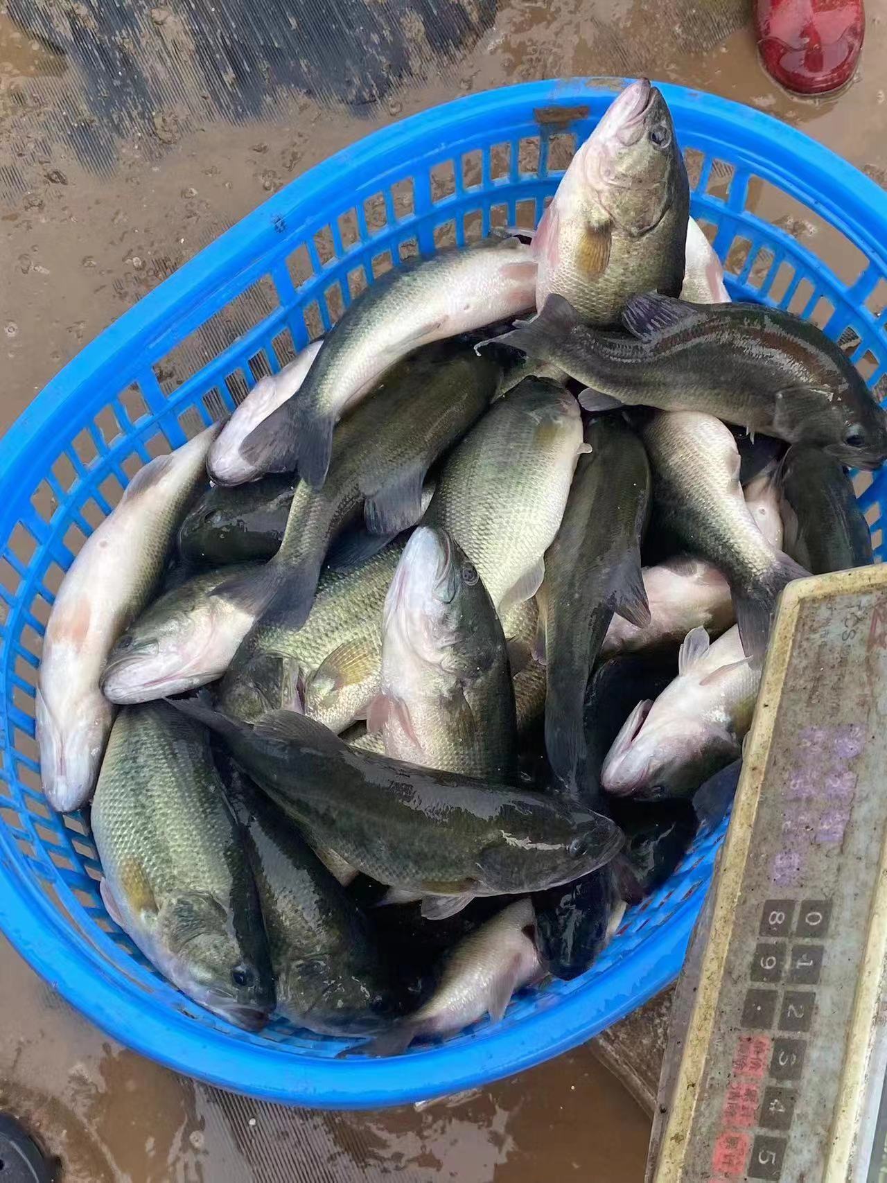水產(chǎn)養(yǎng)殖納米銀抗菌水溶液實(shí)用反饋，效果明顯！