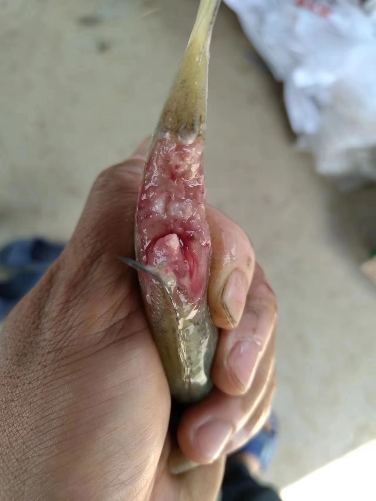 水產(chǎn)養(yǎng)殖納米銀抗菌水溶液實(shí)用反饋，效果明顯！