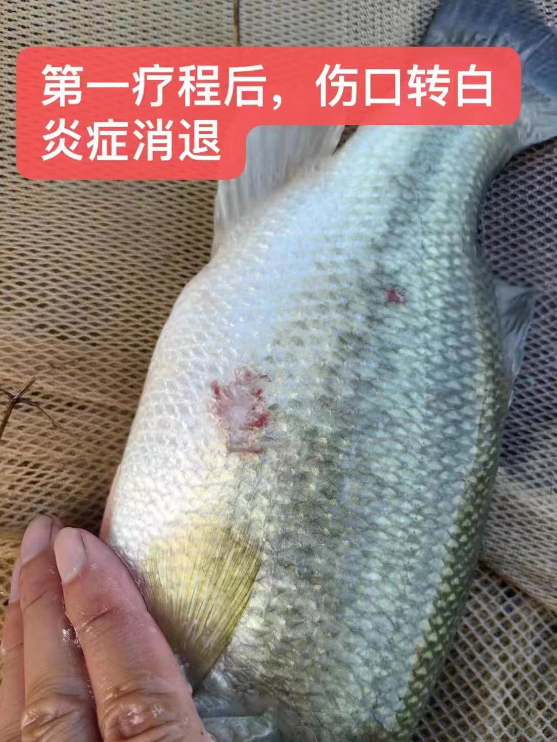 水產(chǎn)養(yǎng)殖納米銀抗菌水溶液實(shí)用反饋，效果明顯！